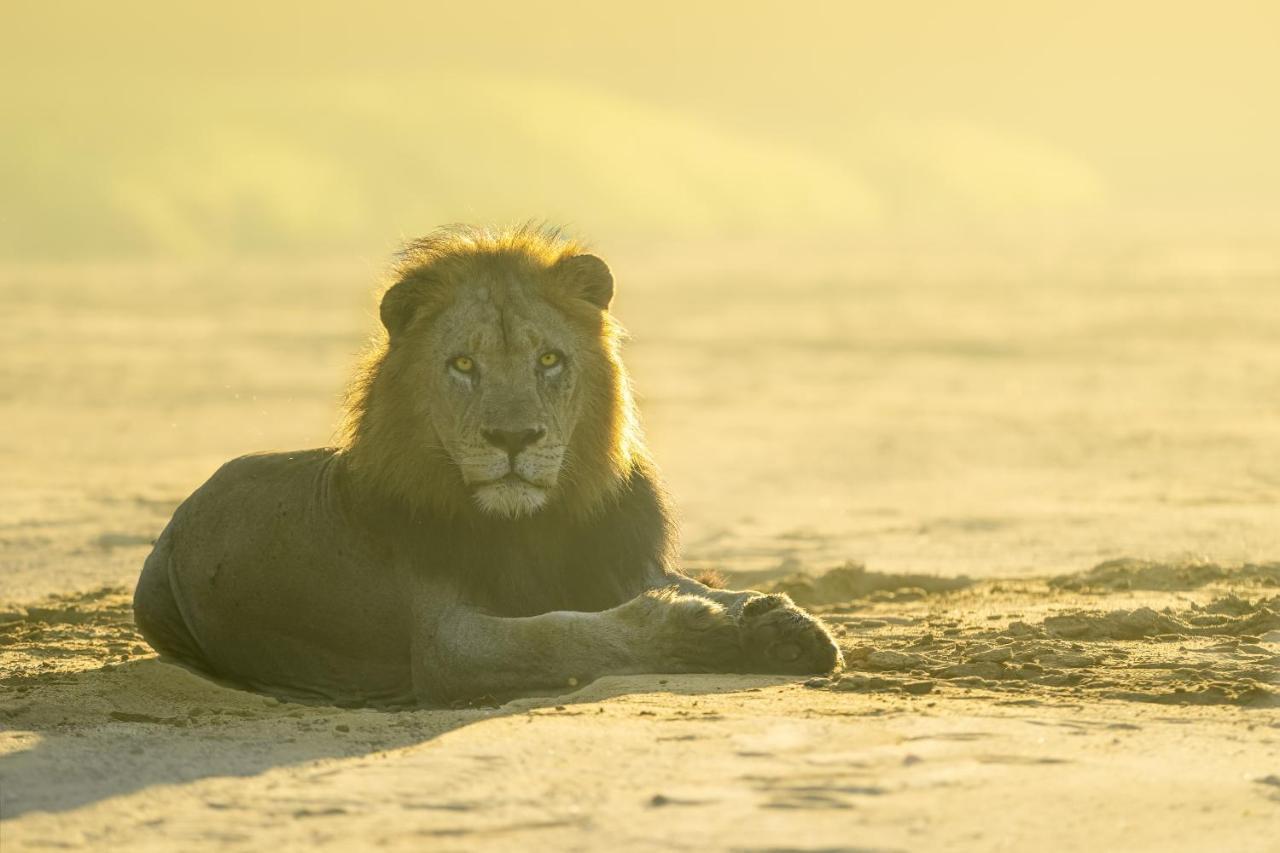 Rhino Sands Safari Camp Manyoni Private Game Reserve Esterno foto