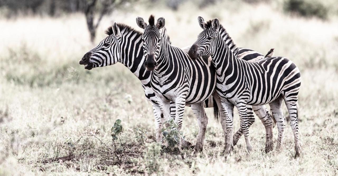Rhino Sands Safari Camp Manyoni Private Game Reserve Esterno foto